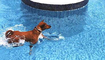 Do basenjis sale like water