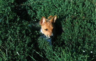 In the Long Grass