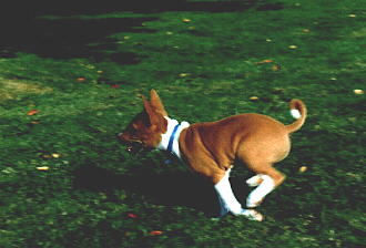 Finnbar races across the lawn