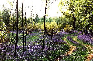 Bluebell Woods